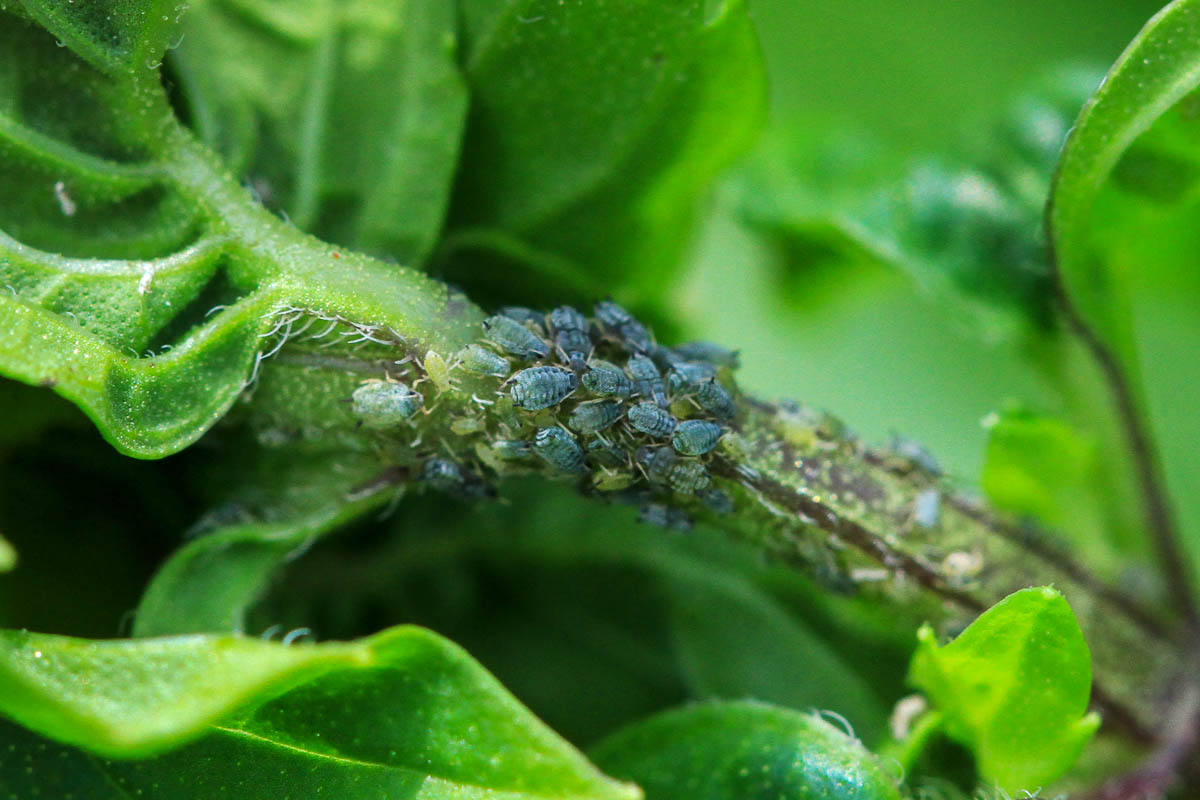 Aphids